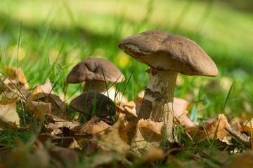 Wild mushrooms
