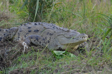 Wild crocodile in Tárcoles river,  Costa Rica