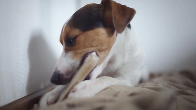 Cute dog breed Jack Russell terier lying on floor and gnaw bone.