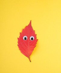 Bright red funny autumn leaf with eyes (on a yellow paper background), minimal concept, top view
