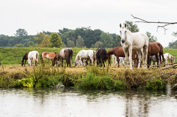horses near the river