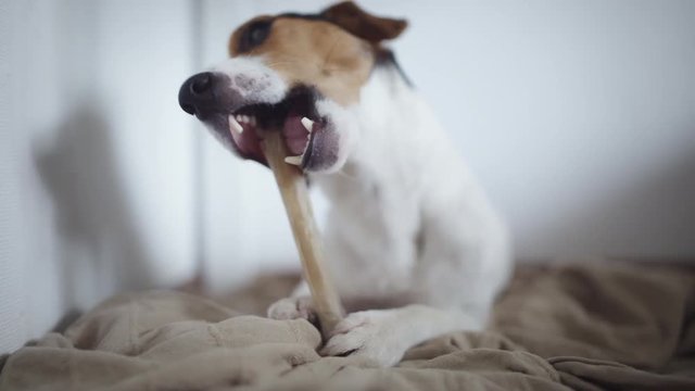 Cute dog breed Jack Russell terier lying on floor and gnaw bone.