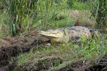 Wild crocodile in Tárcoles river,  Costa Rica