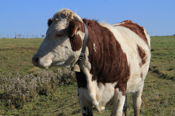 vache ferrandaise, Auvergne