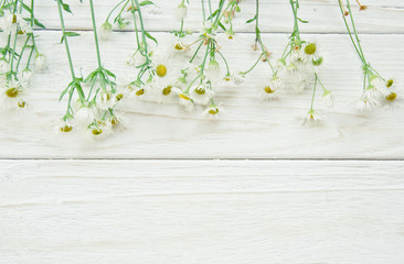 Row of chamomile flowers on a white wooden background (with copy space for your text), retro style
