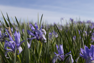 Close-up many blue flowers of wild iris (Iris ruthenia) in East Kazakhstan