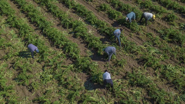 Vista aerea di contadini e agricoltori mentre lavorano in un campo coltivato a carciofi tra le campagne italiane
