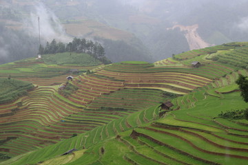 Fototapeta premium Terraced Rice Fields of Mu Cang Chai, Vietnam