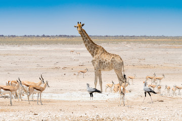 Giraffe, Springböcke und Sekretärvögel, Sagittarius serpentarius, im Etosha Nationalpark, Namibia