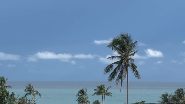 Palm Tree with Sea View