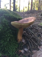 Fototapeta premium Braunkappe wächst im Wald