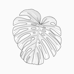 Tropical palm leaf, monstera isolated on white background, vector illustration, line design © kovalto1