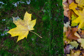 Yellow maple leaf on the mossy grave in the church yard