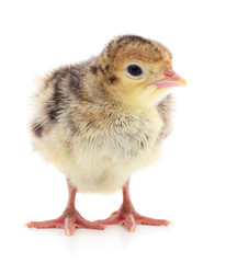 Chicken turkey isolated