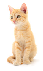Kitten on white background.
