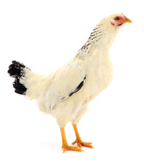 white hen isolated.