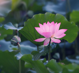 Obraz premium Lotus flower and Lotus flower plants