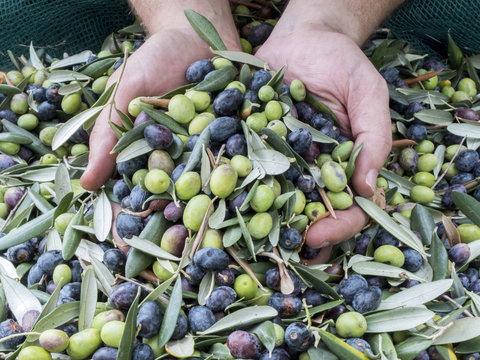 Hands immersed in quality "Taggiasca" olives of the Ligurian Riviera of West Italy. Selection work during the harvesting of olives before washing and shredding. Production of olive oil extravergine.