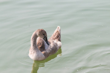 young swan