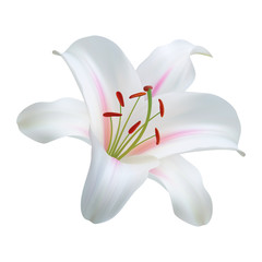 Realistic white lily. The symbol of innocence and purity.