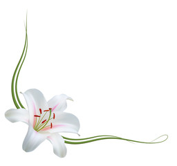 Realistic white lily frame, corner.