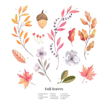 Hand drawn watercolor illustrations. Autumn Botanical clipart. Set of fall leaves, herbs, flowers and branches. Floral Design elements. Perfect for invitations, greeting cards, blogs, posters, prints
