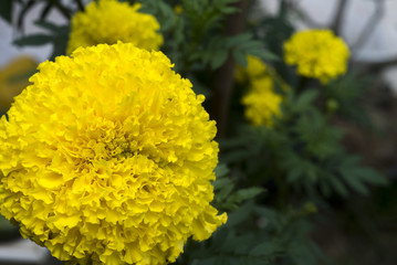 Marigold Yellow Flower field in the green garden