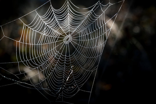 Tautropfen auf Spinnennetz