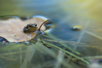 Iberian frog (Rana iberica)