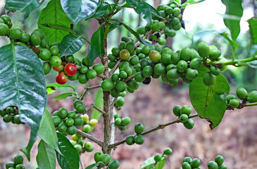 Organic coffee plant with ripening beans in plantation in Kerala, India