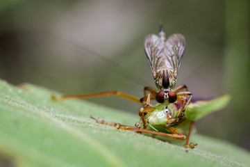 Image of an robber fly(Asilidae) eating grasshopper on green leaves. Reptile Animal