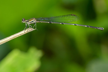 Image of black threadtail dragonfly (Female) (Prodasineura autumnalis) on nature background. Insect. Animal
