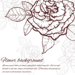 Fototapeta premium Rose hand drawn illustration