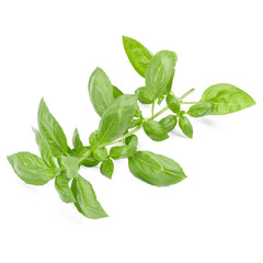 sweet basil herb leaves isolated on white background. Genovese basil leaf.