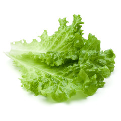 fresh green lettuce salad leaves isolated on white background