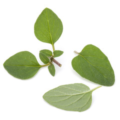 Obraz premium Oregano or marjoram leaves isolated on white background cutout