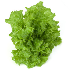fresh green lettuce salad leaves isolated on white background