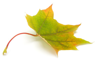 colorful autumn maple leaf isolated on white