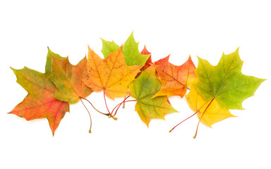 colorful autumn maple leaf isolated on white background