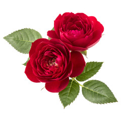 two red rose flowers  isolated with leaves on white background cutout - obrazy, fototapety, plakaty