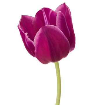 lilac tulip flower head isolated on white background