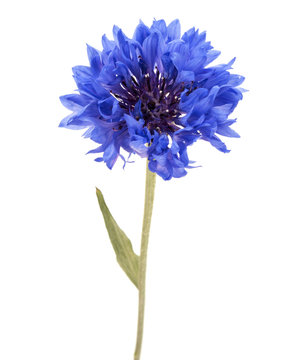 Blue Cornflower Herb or bachelor button flower head isolated on white background cutout