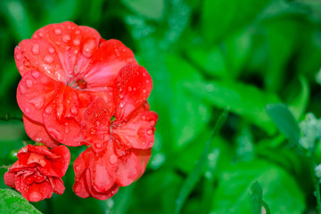 Blooming red geranium flowers on a natural background