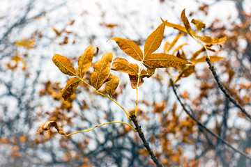 A withered autumn leaf on a natural background