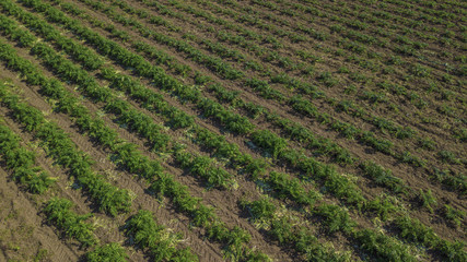 Fototapeta na wymiar Vista aerea di un campo coltivato a carciofi tra le campagne italiane.