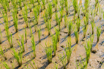 The rice sprout in the plantation field for background and texture