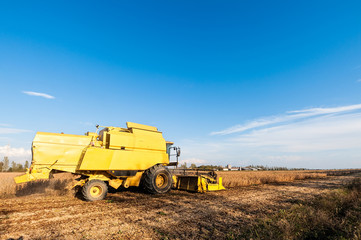 Harvesting of soybean field with combine harvester.