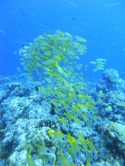 Fototapeta na wymiar Fischschwarm im Riff vor Palau