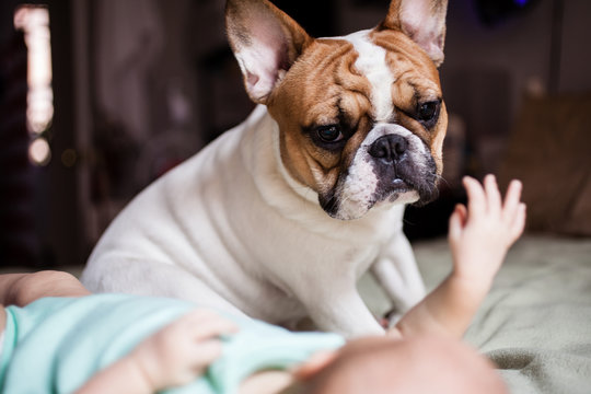Close up of French bulldog sitting besides baby on bed