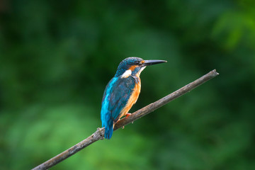 Common Kingfisher on sunset